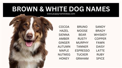 175+ Tan Dog Names - Puppy Name Ideas
