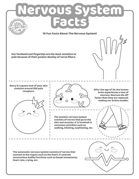Fun Facts About The Nervous System for Kids | Kids Activities Blog