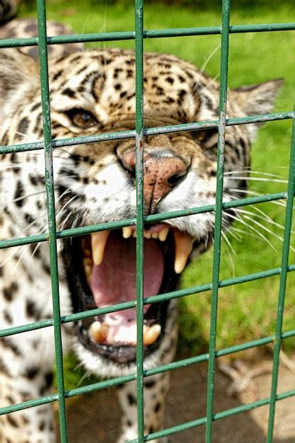 Portrait of cat in cage | Premium Photo