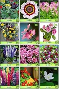 Creative Farmer Seeds Combo Flower Seeds : Celosia Dwarf, Chrysanthemum ...