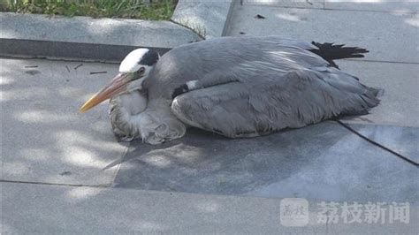 市民捡到“长嘴大鸟” 原来是国家二级保护动物苍鹭