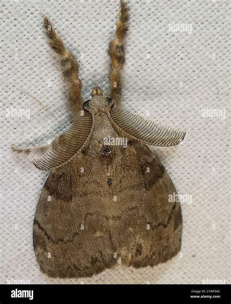 White-marked Tussock Moth (Orgyia leucostigma Stock Photo - Alamy