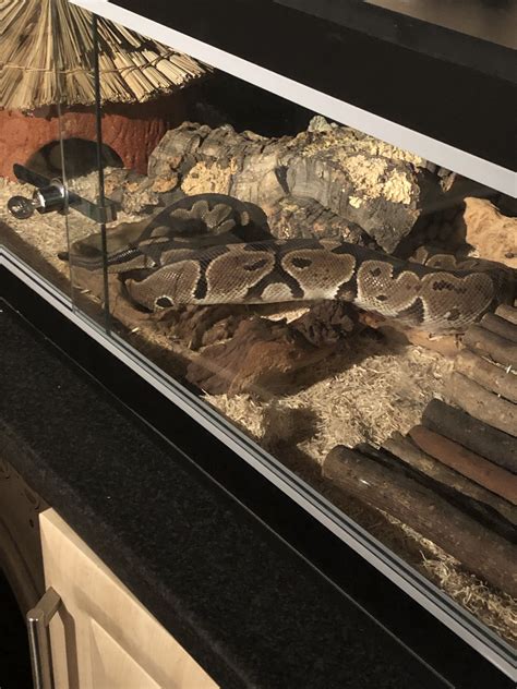 Discover 12 Royal Python xx and python ideas | royal, gshock watch ...