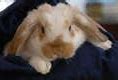 Image result for Baby Bunny Boy
