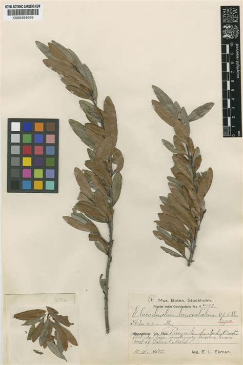 Elaeodendron lanceolatum Urb. & Ekman | Plants of the World Online ...