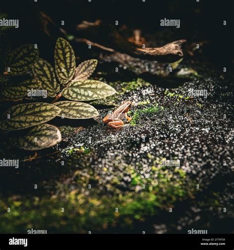 Anthony's poison arrow frog in natural habitat Stock Photo - Alamy