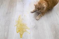 nettoyer pipi de chat pipi de chat nos meilleures astuces pour le nettoyer nettoyer pipi de chat pipi de chat nos meilleures astuces pour le nettoyer