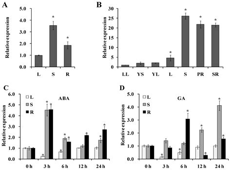 Overexpression of 9-cis-Epoxycarotenoid Dioxygenase Gene, IbNCED1 ...