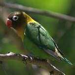 Image result for Inseparable De Fischer