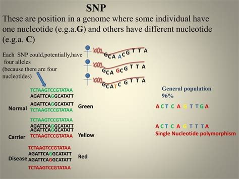 Image result for What Is DNA Polymorphism