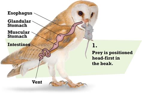 Owl Pellets Dissection Worksheets