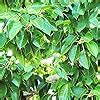 Modern Plants Live Pilkhan/Ficus virens/Pakad tree Very Beneficial ...