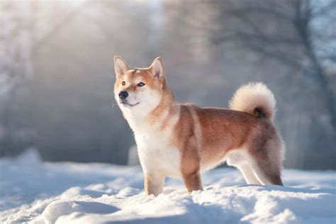 Huge study of dog longevity reveals which breeds live the longest ...