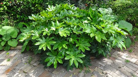Pin on Plants | Fatsia japonica, Shade garden, Backyard plants