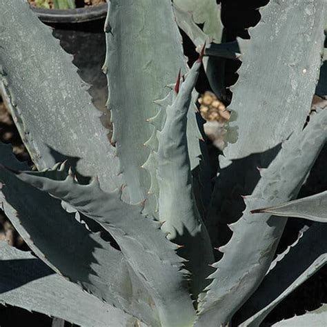 Image result for Century Plant Root System