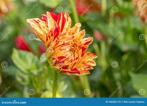 Garden Dahlia Painted Madam a Decorative Yellow Flower with Red Markings Stock Photo - Image of ... - who painted madame x