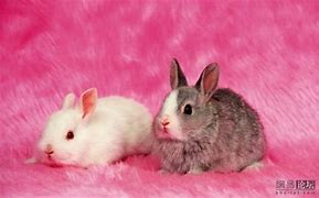 Image result for Bunnies Are Cute