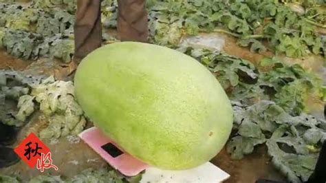 农民路边卖西瓜，价格0.2元一斤，和市场上差距大，你敢买吗？