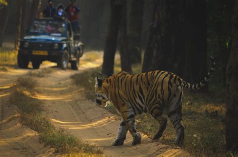 Discover The Best Natural Habitat In India Zone For Wildlife Lovers