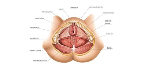Perineal Body Perineal Region: Anatomy, Definition And Supply | Kenhub