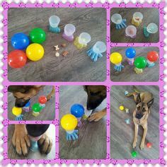 Image result for Homemade Interactive Games for Dogs