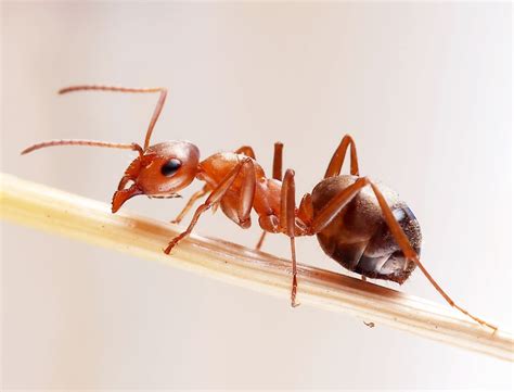 蚂蚁靠什么传递信息