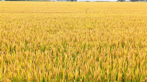 金黄色的稻田图片-夕阳下的稻田素材-高清图片-摄影照片-寻图免费打包下载