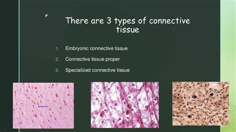 Connective Tissue Function 的图像结果