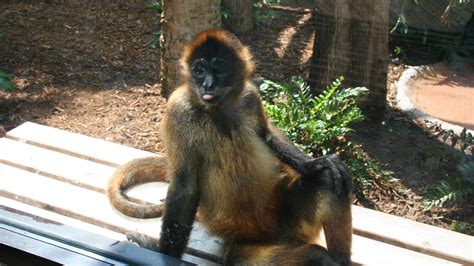 Central Florida Zoo & Botanical Gardens Black-Handed Spider Monkey ...