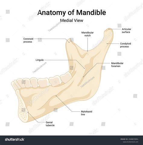 Human Mandible Anatomy Human Mandible Superior View Google Search