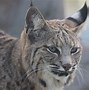 Image result for Cute Baby Bobcats