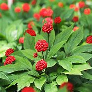 Image result for 高丽参 Panax ginseng