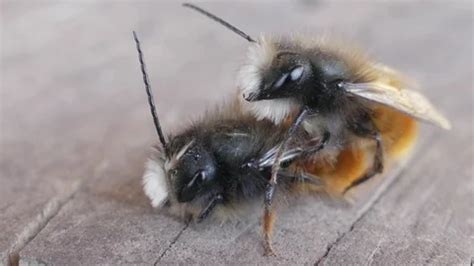 Image result for Copulation in Animals