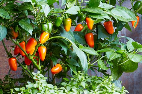 Peppers Easy To Grow at Robert Printz blog