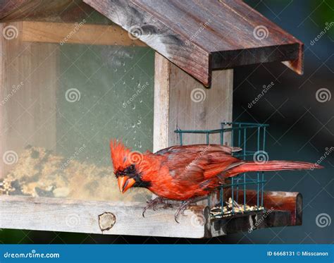 Cardinal at bird feeder stock image. Image of dark, colorful - 6668131