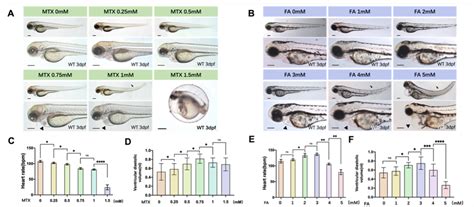 Precise Dose of Folic Acid Supplementation Is Essential for Embryonic ...