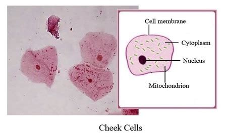 Image result for Check Cells