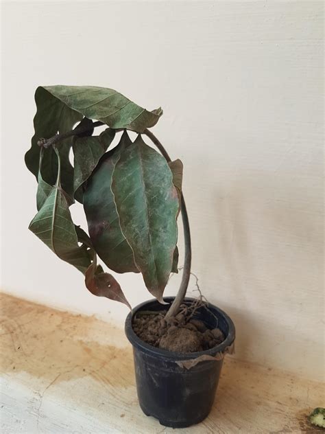 PlantaZee All Season Gardens Exotic Hybrid Rare Dwarf Malgova Mango ...