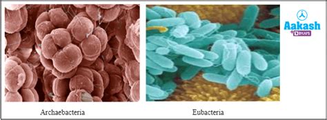 Difference Between Archaea and Bacteria in Biology: Definition, Types ...