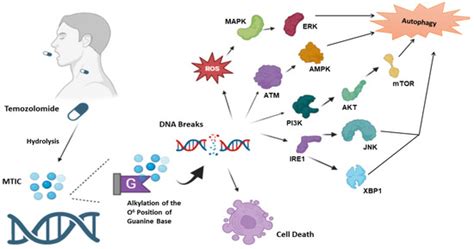 Is Autophagy Inhibition in Combination with Temozolomide a ...