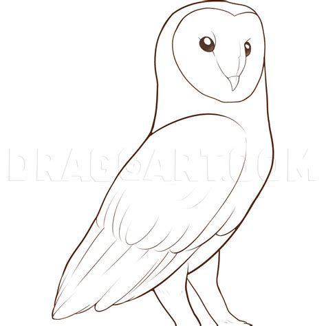 How To Draw A Barn Owl, Drawing, Step by Step, by Dawn - DragoArt