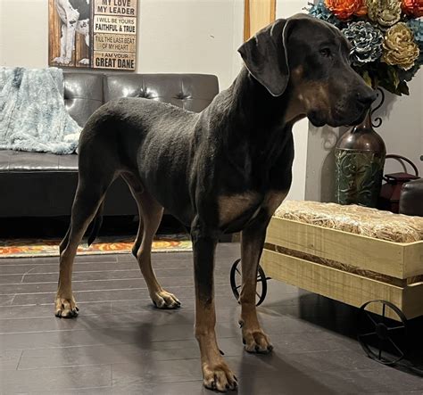 Rottweiler Mix Great Dane