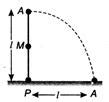 A rod of length; is held vertically stationary with its lower end ...