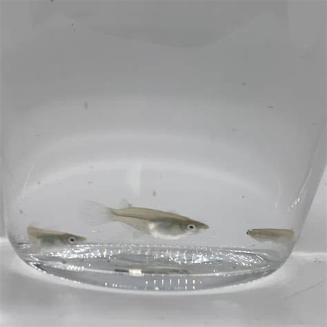 Java Rice Fish 的图像结果