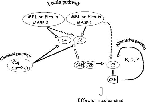 Image result for Lectin Pathway Animation