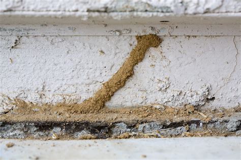 Signs Of Termites In Arizona - What To Look For In Your House
