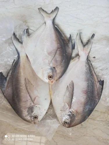 Pomfret Fish - Pomfret Silver Whole Medium Trader - Wholesaler ...
