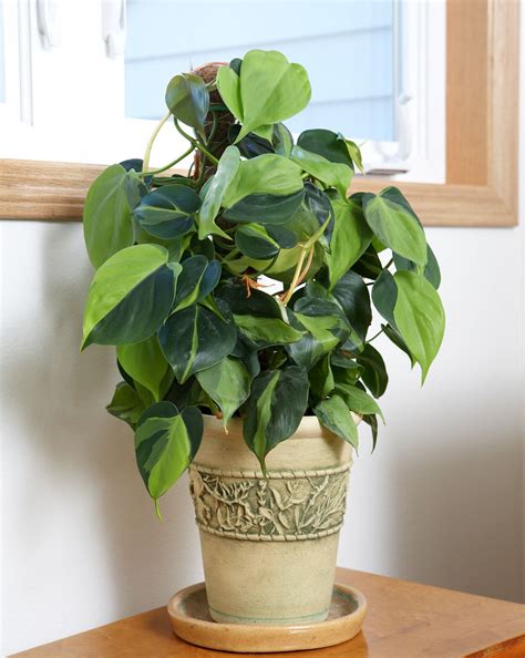 How To Care For A Philodendron Through Every Season