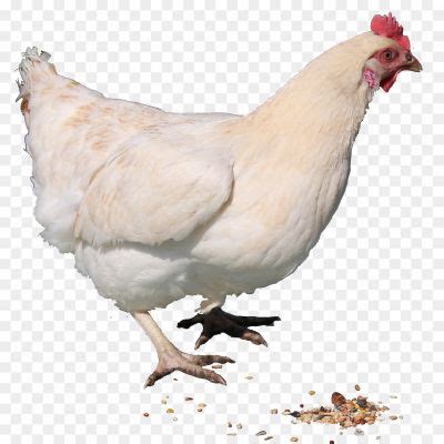 White Pigeon PNG Clipart Background - Pngsource