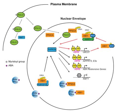 Plants | Special Issue : Role of the Ubiquitin System in Plant Stress ...